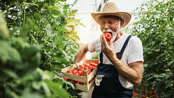 Bauer beim ernsten von Tomaten isst eine selbst