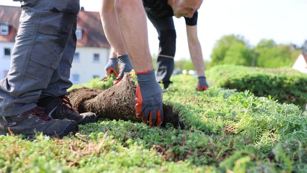 Mitarbeiter bringen Pflanzen aufs Gründach Mitarbeiter bringen Pflanzen aufs Gründach