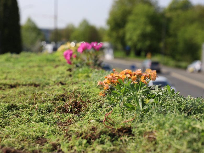 Fette Henne, glückliche Insekten: Grüne Wartehäuschen in Bamberg