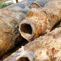 Wasserleitungserneuerung im Kammermeisterweg: Stadtwerke Bamberg schaffen Vogelhecke und Eidechsenhabitat