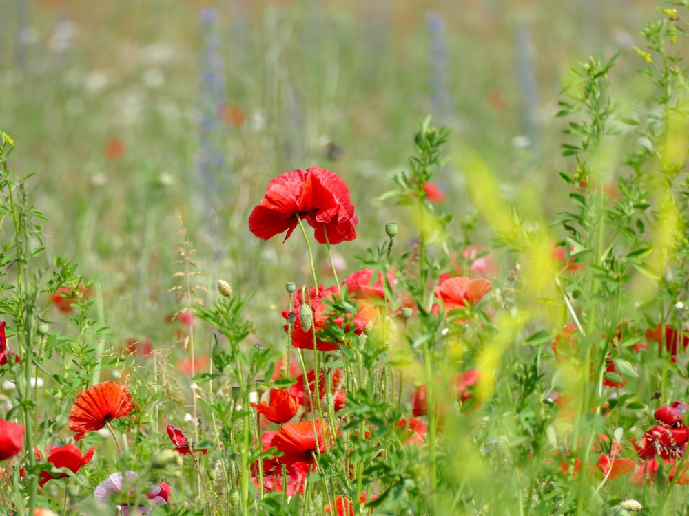 Mohnblumen Wasserschutzgebiet in Bamberg