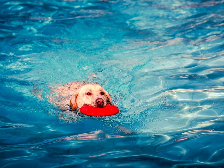 Nach Ende der Freibadsaison: Beim Hundebadetag am 28. September dürfen nochmal die Vierbeiner ins Stadionbad  