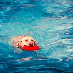 Nach Ende der Freibadsaison: Beim Hundebadetag am 28. September dürfen nochmal die Vierbeiner ins Stadionbad  