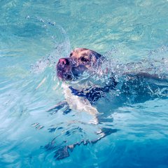 Hundebadetag 2023: Tierischer Wasserspaß im Bamberger Stadionbad