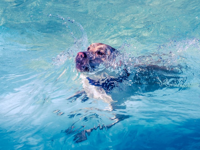 Hundebadetag 2023: Tierischer Wasserspaß im Bamberger Stadionbad