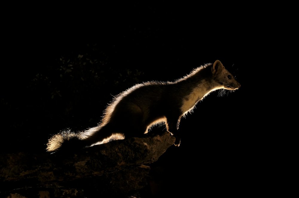 Steinmarder bei Nacht Steinmarder bei Nacht