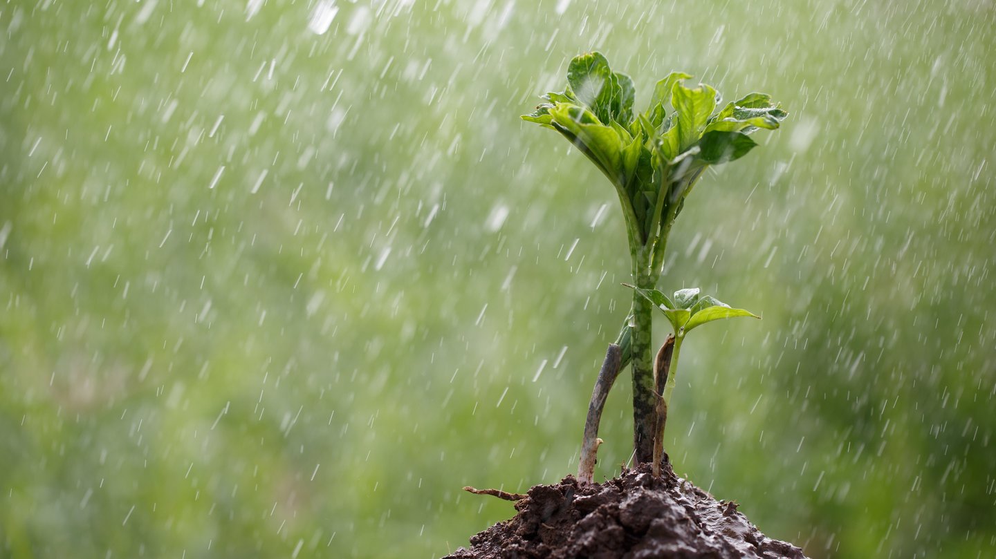 Pflanze im Regen