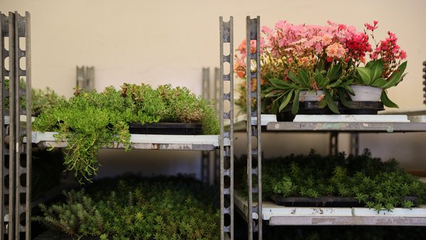Pflanzen im Regal für begrünte Bushaltestelle Pflanzen im Regal für begrünte Bushaltestelle