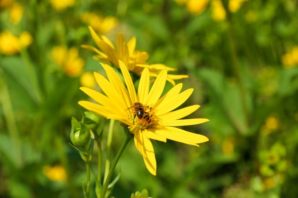 Blume im Wasserschutzgebiet Bamberg