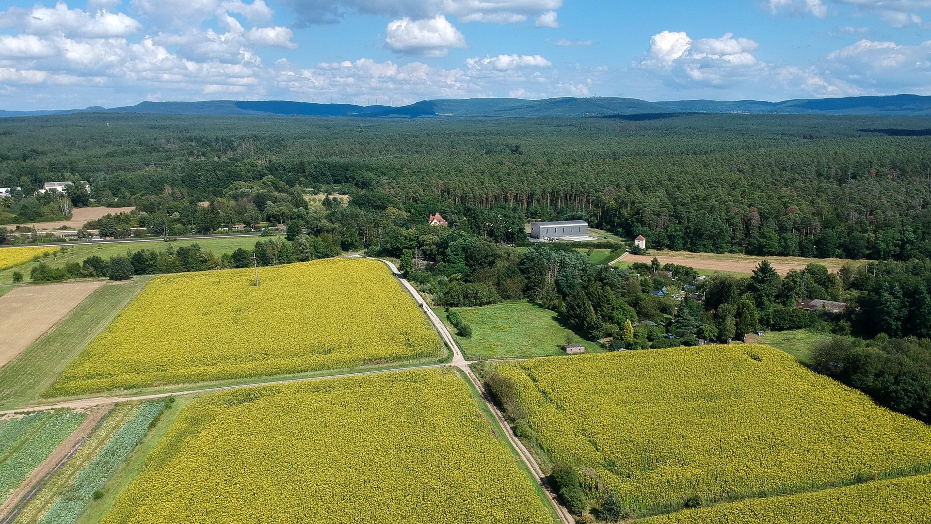 Gelbes Blumenfeld im Wasserschutzgebiet Bamberg Gelbes Blumenfeld im Wasserschutzgebiet Bamberg