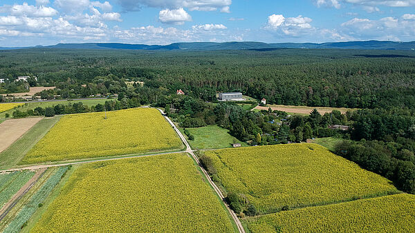 Gelbes Blumenfeld im Wasserschutzgebiet Bamberg