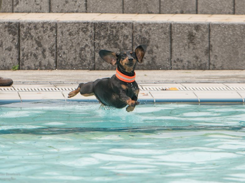 Kleiner brauner Hund springt ins Schwimmbecken