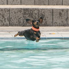 Hunde am Hundebadetag in Bamberg Kleiner brauner Hund springt ins Schwimmbecken