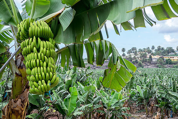 Bananenstaude an der Pflanze