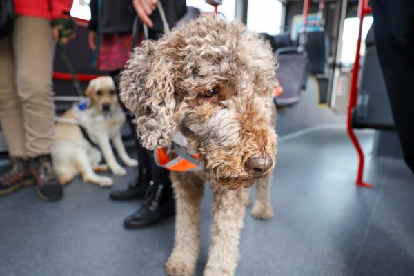 Assistenzhunde im Bus
